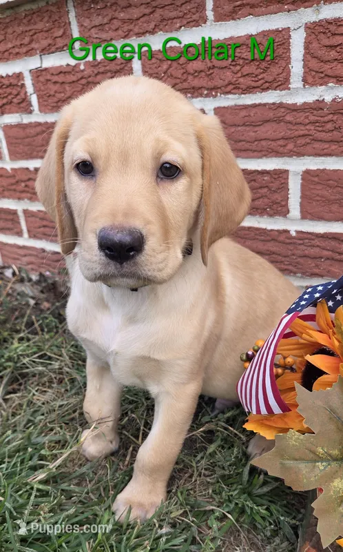 Jupiter - green collar – Labrador Retriever puppy for sale in Kokomo, IN