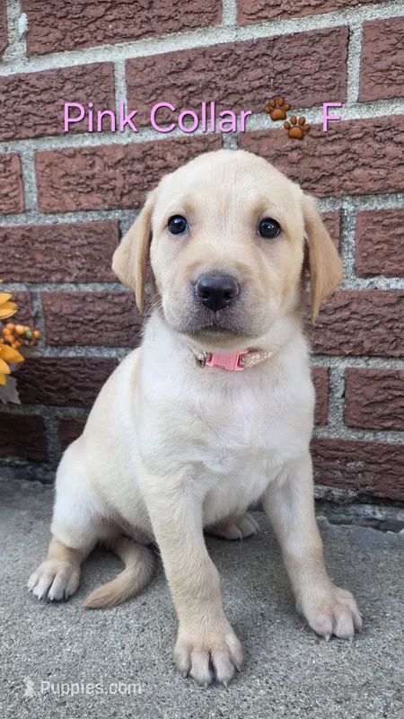 Jasmine - pink collar 🐾 – Labrador Retriever puppy for sale in Kokomo, IN