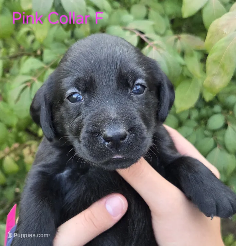 Nebula- pink collar – Labrador Retriever puppy for sale in Kokomo, IN