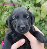 Nebula- pink collar, a female Labrador Retriever for sale in Kokomo, IN – 1 of 3