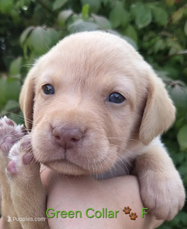 Belle - green collar 🐾 – Labrador Retriever puppy for sale in Kokomo, IN
