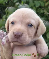 Belle - green collar 🐾, a female Labrador Retriever for sale in Kokomo, IN – 1 of 3