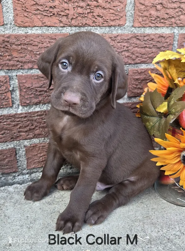 Eclipse - black – Labrador Retriever puppy for sale in Kokomo, IN