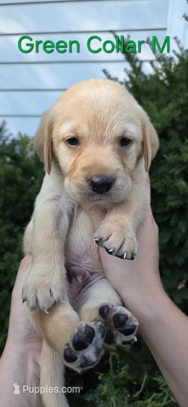 Jupiter - green collar – Labrador Retriever puppy for sale in Kokomo, IN