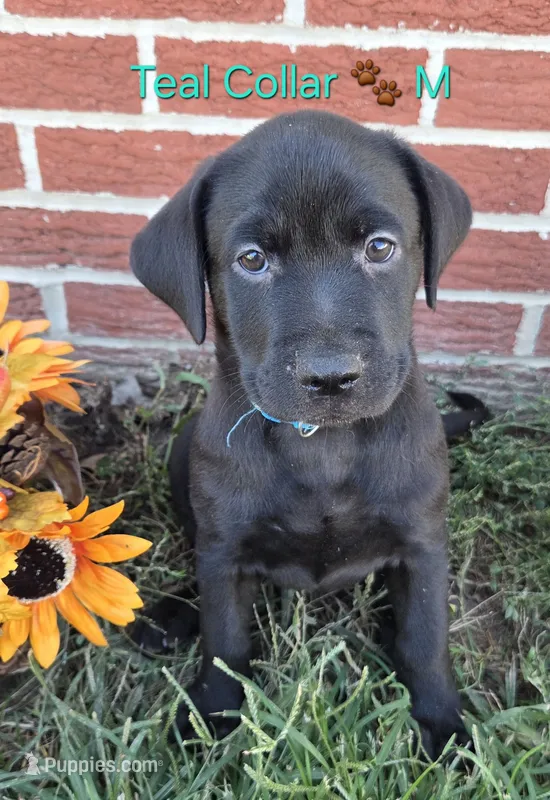 Aladdin- teal collar 🐾 – Labrador Retriever puppy for sale in Kokomo, IN