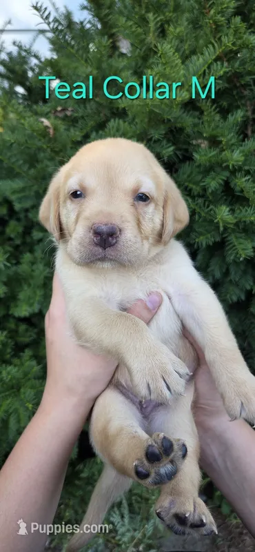 Neptune - teal collar – Labrador Retriever puppy for sale in Kokomo, IN