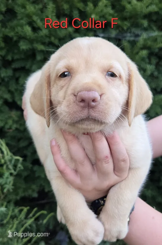 Tiana - red Collar 🐾 – Labrador Retriever puppy for sale in Kokomo, IN