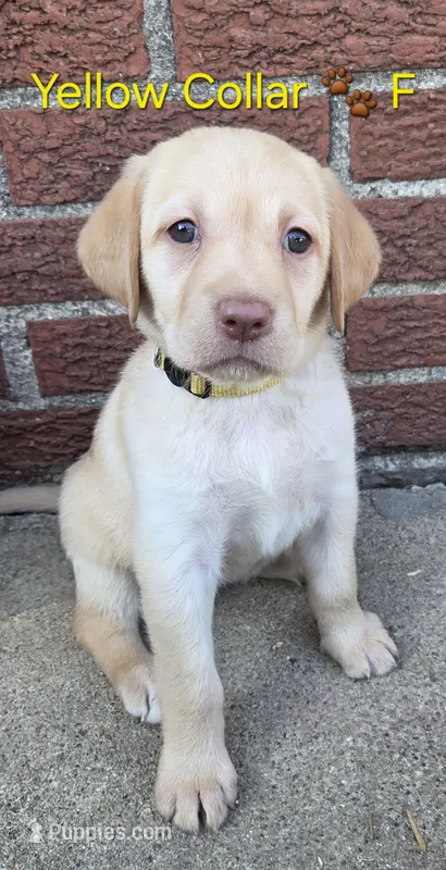 Venus - yellow collar – Labrador Retriever puppy for sale in Kokomo, IN