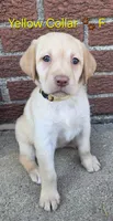 Venus - yellow collar, a female Labrador Retriever for sale in Kokomo, IN – 3 of 8