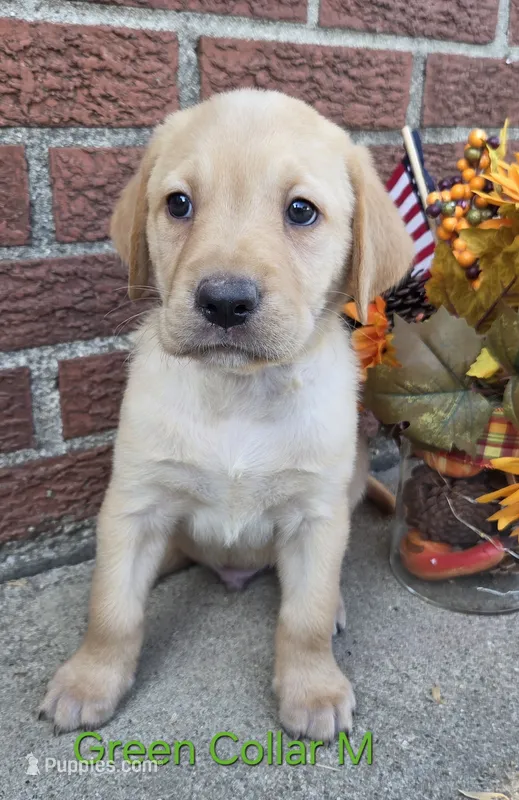 Jupiter - green collar – Labrador Retriever puppy for sale in Kokomo, IN