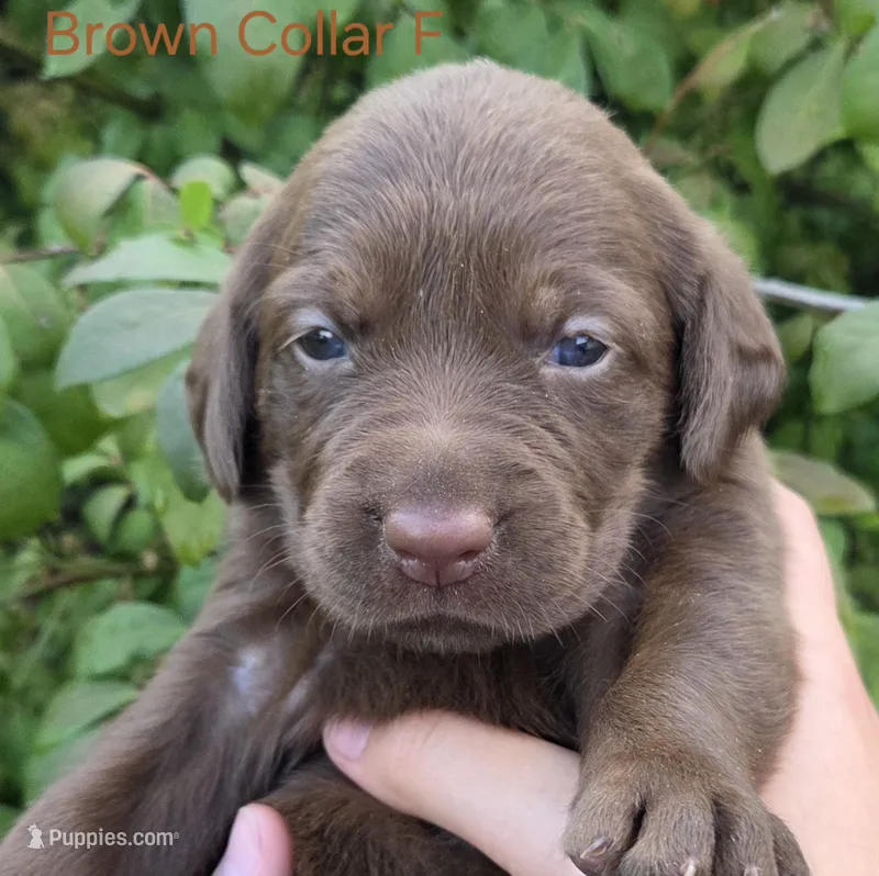 Mars - brown collar – Labrador Retriever puppy for sale in Kokomo, IN