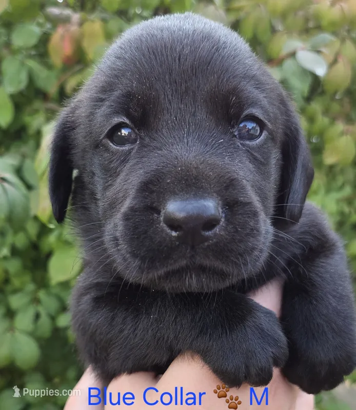 Billy Bob - blue Collar 🐾 – Labrador Retriever puppy for sale in Kokomo, IN