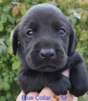 Billy Bob - blue Collar 🐾, a male Labrador Retriever for sale in Kokomo, IN – 1 of 3