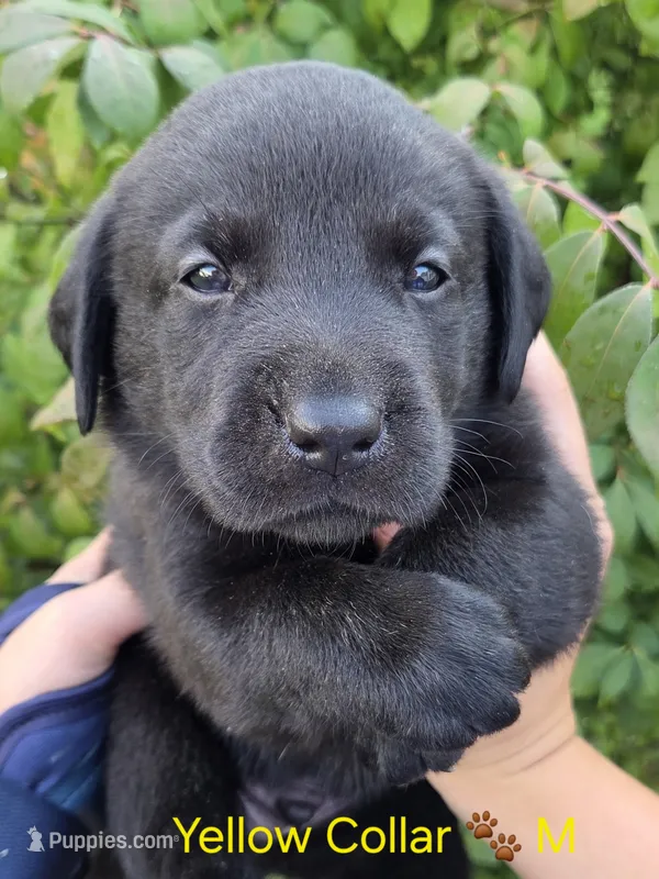 Beast - Yellow Collar 🐾 – Labrador Retriever puppy for sale in Kokomo, IN