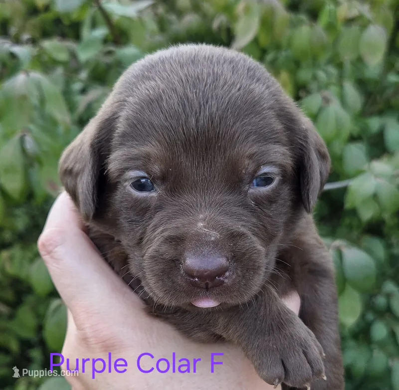 Mercury - purple collar – Labrador Retriever puppy for sale in Kokomo, IN