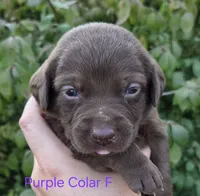Mercury - purple collar, a female Labrador Retriever for sale in Kokomo, IN – 1 of 3