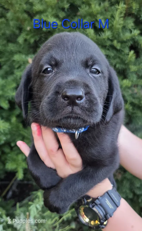 Billy Bob - blue Collar 🐾 – Labrador Retriever puppy for sale in Kokomo, IN