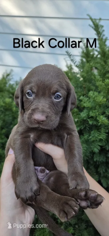 Eclipse - black – Labrador Retriever puppy for sale in Kokomo, IN