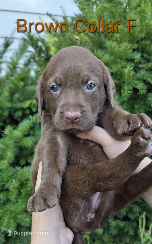 Mars - brown collar – Labrador Retriever puppy for sale in Kokomo, IN