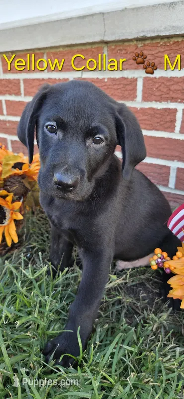 Beast - Yellow Collar 🐾 – Labrador Retriever puppy for sale in Kokomo, IN