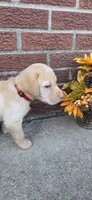 Saturn - red collar, a male Labrador Retriever for sale in Kokomo, IN – 3 of 8