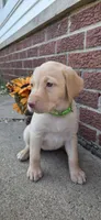 Belle - green collar 🐾, a female Labrador Retriever for sale in Kokomo, IN – 4 of 9