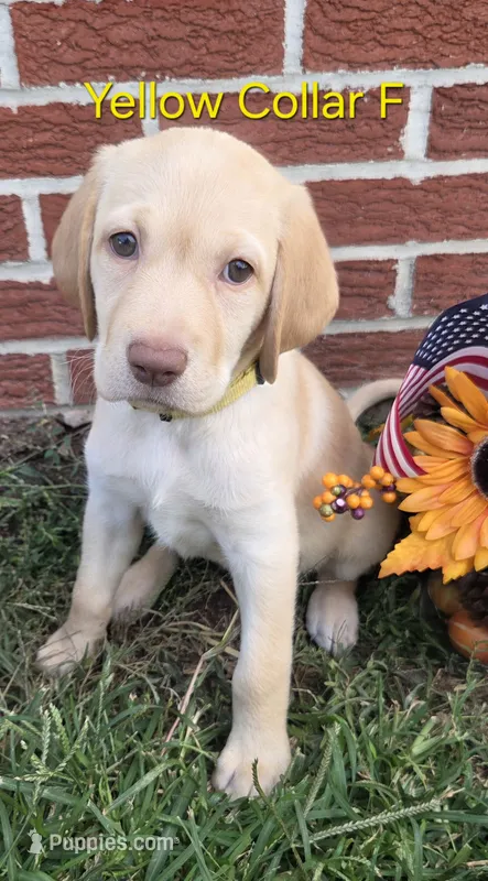 Venus - yellow collar – Labrador Retriever puppy for sale in Kokomo, IN