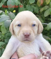 Saturn - red collar, a male Labrador Retriever for sale in Kokomo, IN – 8 of 8