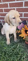 Sunny - white collar, a female Labrador Retriever for sale in Kokomo, IN – 3 of 9