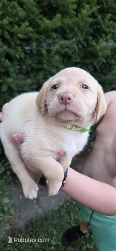 Belle - green collar 🐾 – Labrador Retriever puppy for sale in Kokomo, IN