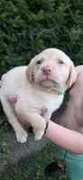 Belle - green collar 🐾, a female Labrador Retriever for sale in Kokomo, IN – 6 of 9