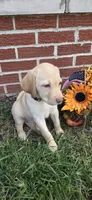 Venus - yellow collar, a female Labrador Retriever for sale in Kokomo, IN – 2 of 8