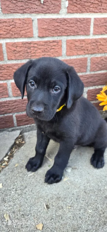 Beast - Yellow Collar 🐾 – Labrador Retriever puppy for sale in Kokomo, IN