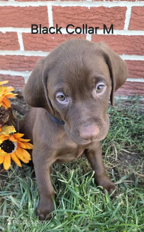 Eclipse - black – Labrador Retriever puppy for sale in Kokomo, IN