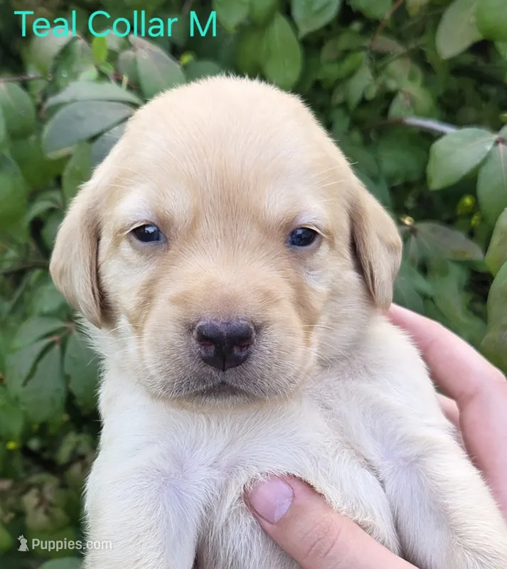 Saturn - red collar – Labrador Retriever puppy for sale in Kokomo, IN