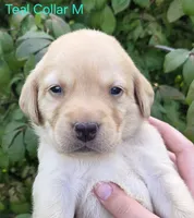 Saturn - red collar, a male Labrador Retriever for sale in Kokomo, IN – 1 of 3