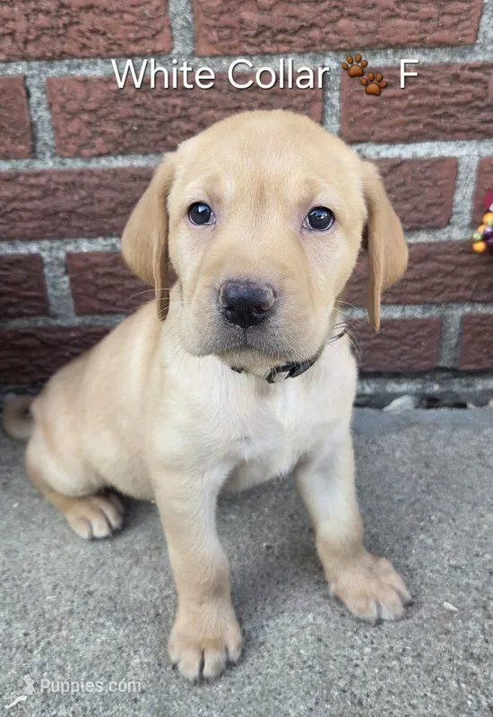 Sunny - white collar – Labrador Retriever puppy for sale in Kokomo, IN