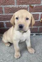 Sunny - white collar, a female Labrador Retriever for sale in Kokomo, IN – 4 of 9