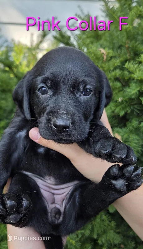 Nebula- pink collar – Labrador Retriever puppy for sale in Kokomo, IN