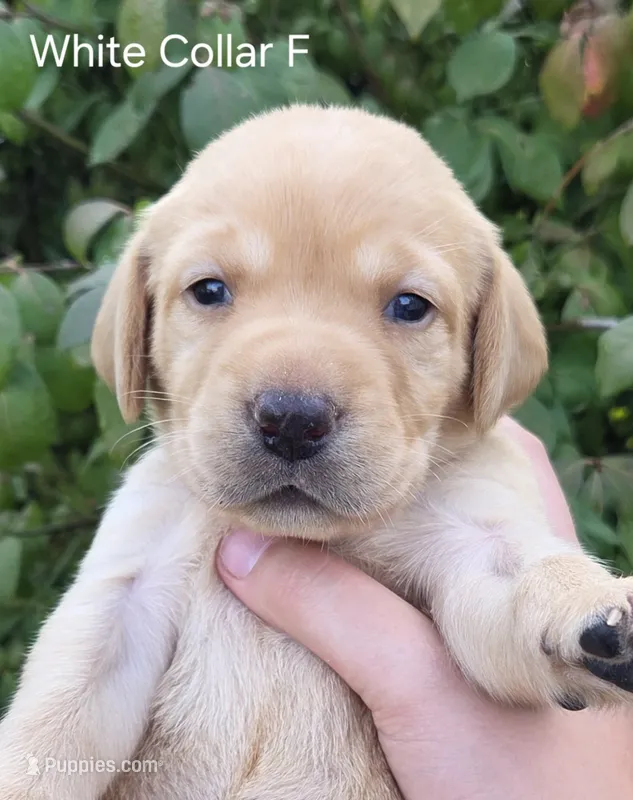 Sunny - white collar – Labrador Retriever puppy for sale in Kokomo, IN
