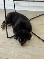 Luna, a female Australian Shepherd for sale in Santa Clarita, CA – Photo 4 of 7