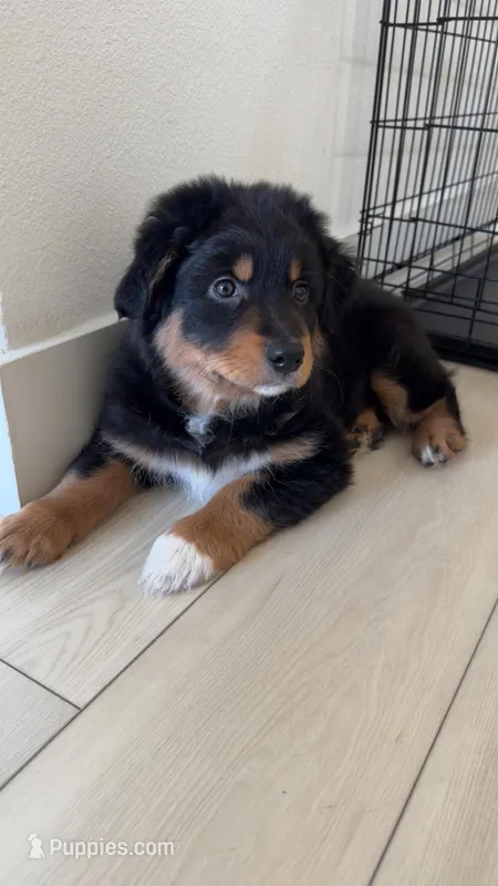 Luna – Australian Shepherd puppy for sale in Santa Clarita, CA