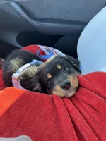 Luna, a female Australian Shepherd for sale in Santa Clarita, CA – Photo 5 of 7