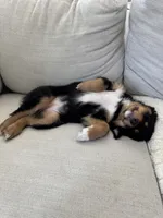 Luna, a female Australian Shepherd for sale in Santa Clarita, CA – Photo 7 of 7