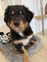 Luna, a female Australian Shepherd for sale in Santa Clarita, CA – Photo 2 of 7