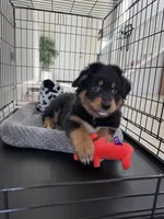 Luna, a female Australian Shepherd for sale in Santa Clarita, CA – Photo 6 of 7