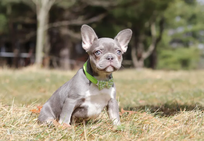 Frosty, a female French Bulldog for sale in Dundee, OH – Photo 1 of 6