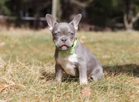 Frosty, a female French Bulldog for sale in Dundee, OH – Photo 6 of 6