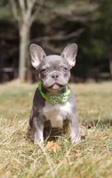 Frosty, a female French Bulldog for sale in Dundee, OH – Photo 2 of 6