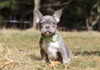 Frosty, a female French Bulldog for sale in Dundee, OH – Photo 5 of 6